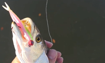 Tampa Verslag Video 0