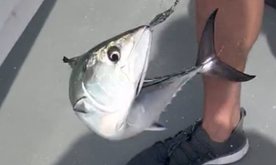 Wildwood Report Video 0