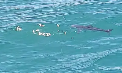 Getting amazing bites 