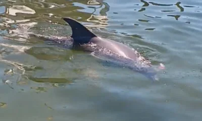 Destin Report Video 0