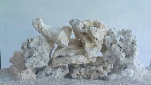 Natural White Branch Coral on Lava Rock - Beach and Aquarium Decor