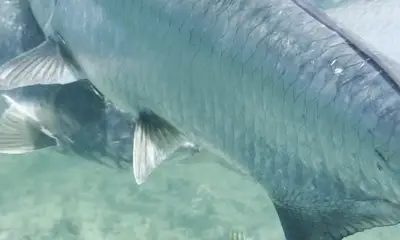 Fajardo Report Video 1