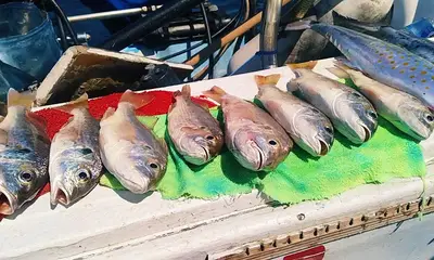 Puerto Vallarta Report Video 1