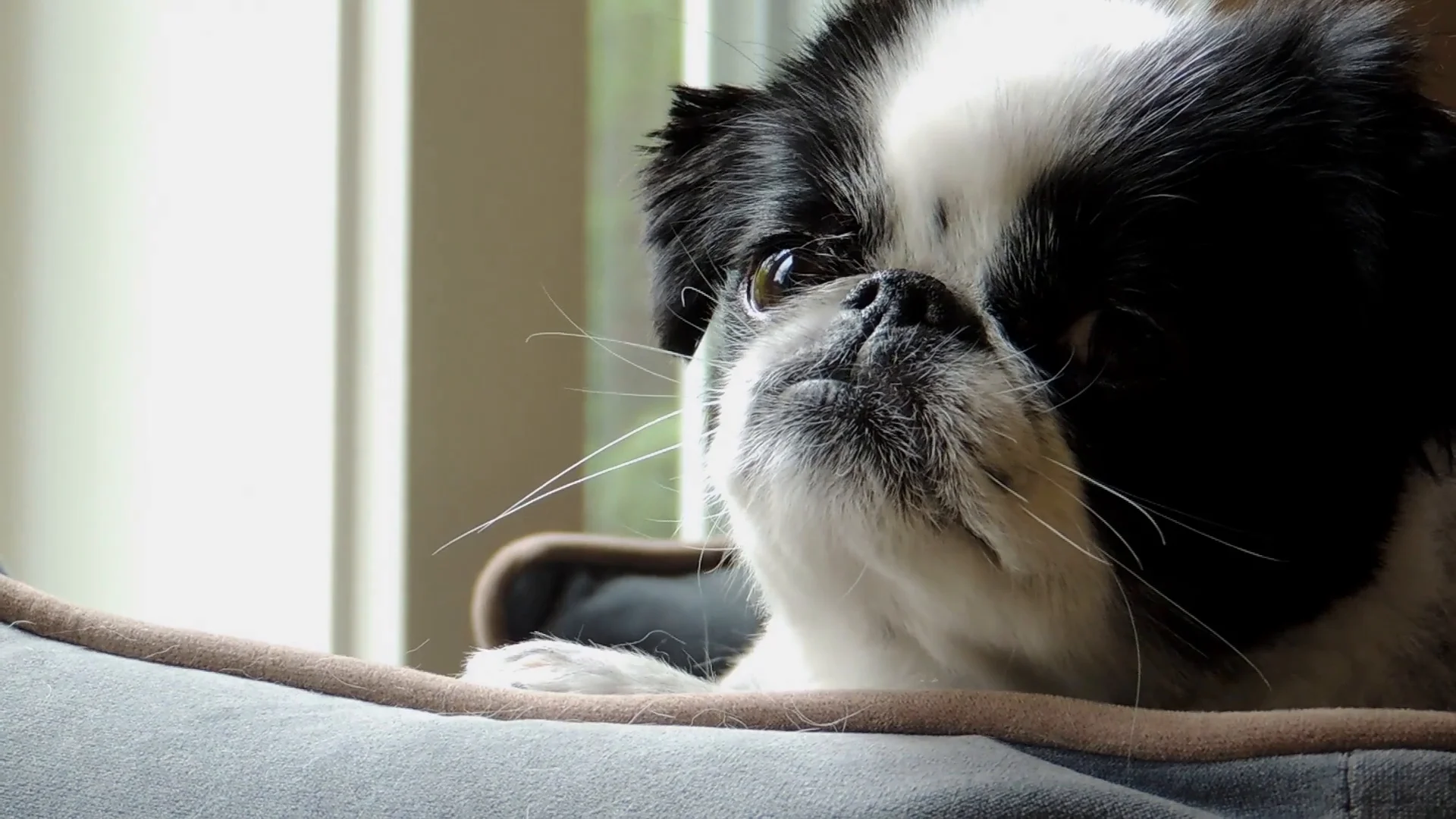 What Does It Mean When A Dog Nibbles Your Chin