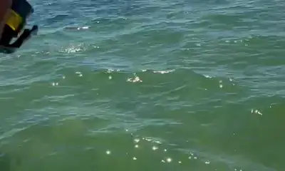 Permit in The Everglades