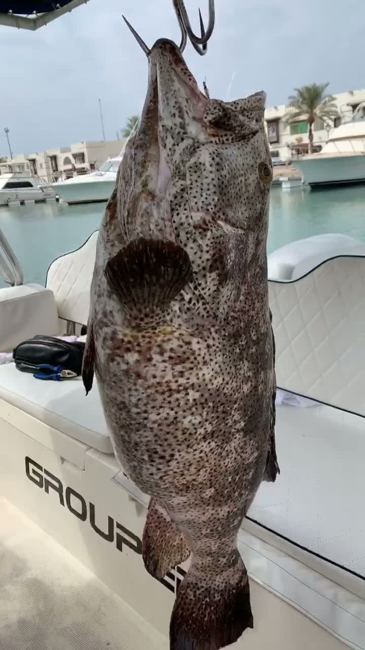 Jeddah Red Sea Fishing Updated 2024 Prices