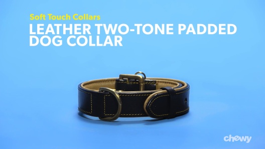 Padded Dog Collar - Genuine Leather - TrendCo