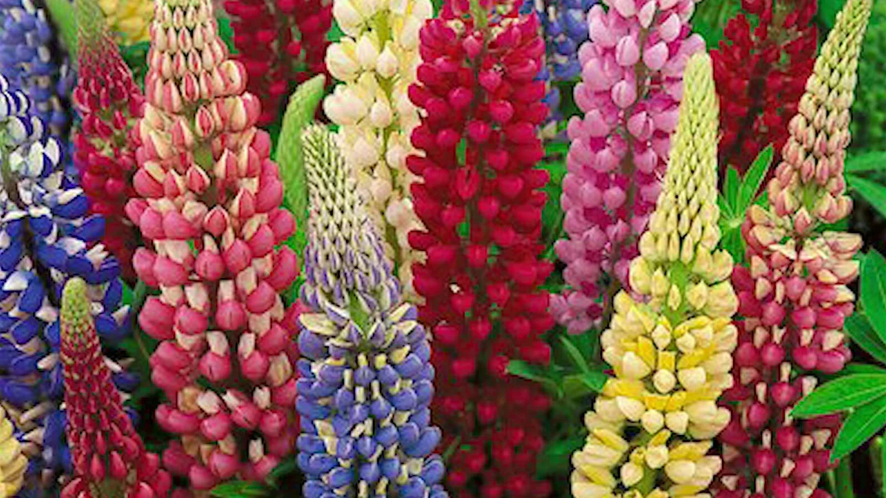 LUPIN LUPINO PERENNE VIABLE SEEDS LUPINUS RUSSEL MIX 20 SEMI 