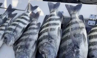 Sarasota Report Video 0