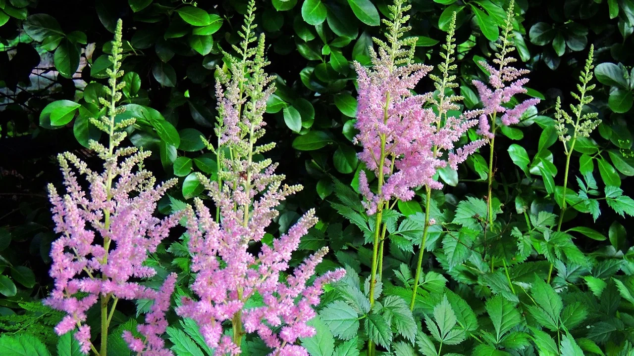American Meadows Key West Astilbe - Thumbnail 2