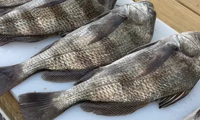 October fishing trip