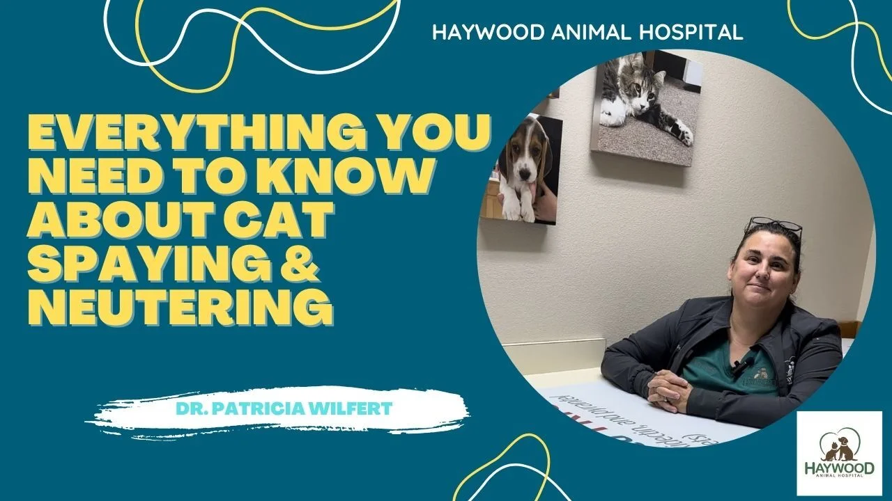 Cat Spaying and Neutering - Learning More About Cat Spaying and 