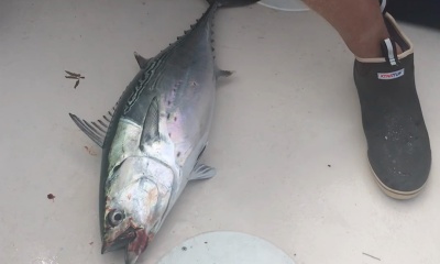 Buzzards Bay Report Video 1