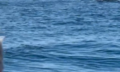 absolute BANNER offshore tuna trip!! 