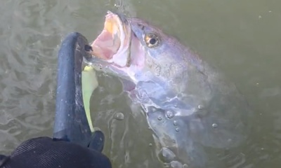 Danbury Report Video 1