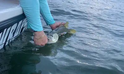 Sarasota Report Video 0