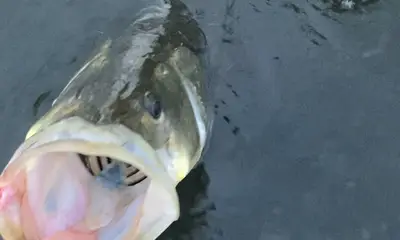 Palmetto Report Video 0
