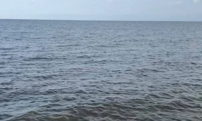 St. Bernard Report Video 2