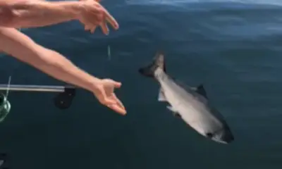 Comox Report Video 0