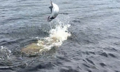 Gasparilla Island Report Video 0