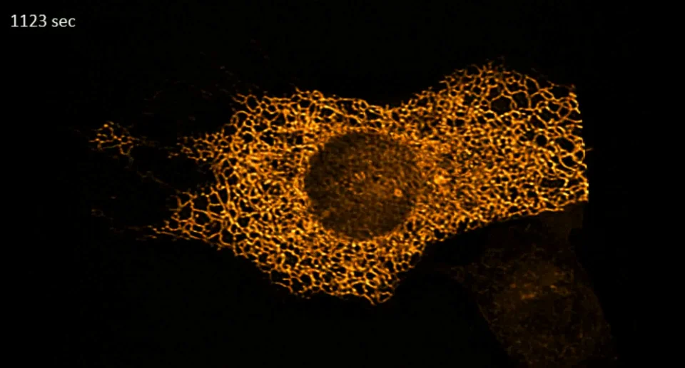 ZEISS Lattice Lightsheet 7 - COS-7 cells transfected with ER-targeted StayGold fluorescence protein