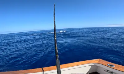 Blue Marlin