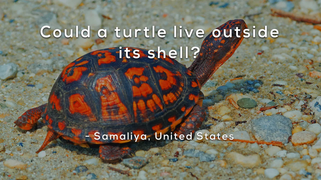 Could a turtle live outside its shell? - Mystery Science