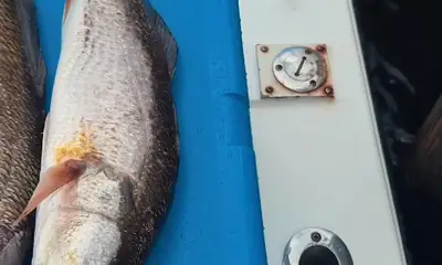 Redfish, Speckled Trout, Black Drum