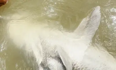 Matagorda Report Video 0