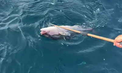 Carolina Beach Report Video 0