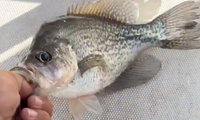 Clewiston Report Video 1