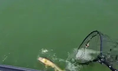 Absolute blast catching fish