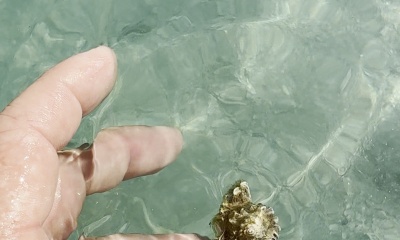 Sarasota Report Video 1