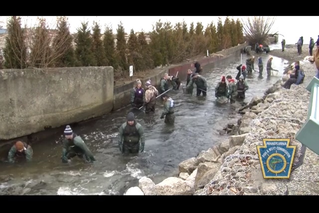 Senator Dan Laughlin Collects Steelhead from Trout Run