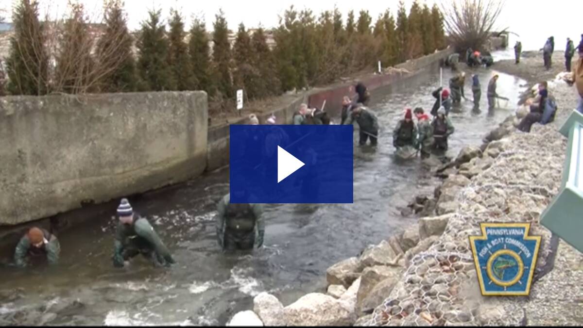 Senator Dan Laughlin Collects Steelhead from Trout Run