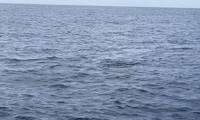 Ultimate Whale watching Experience 