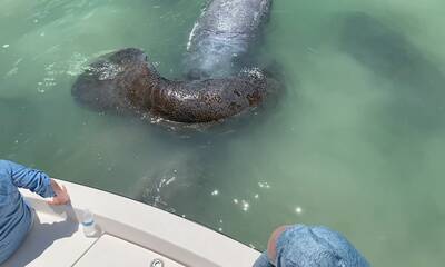 Collier County Report Video 1