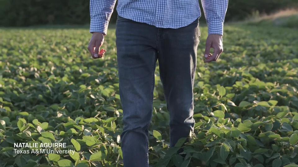 SC-1 Leaf Porometer -METER Group