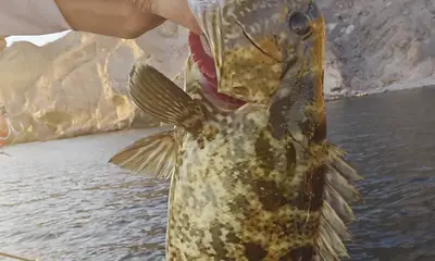 Bahía de los Ángeles Report Video 0