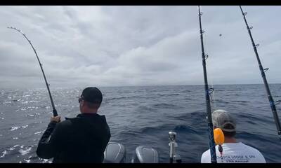 Tavernier Report Video 2