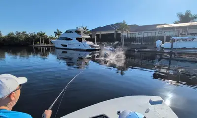 Tarpon, Trout & Ladyfish