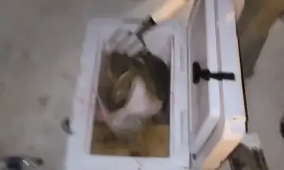 Dauphin Island Report Video 0