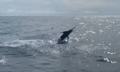 Playa Flamingo Report Video 0