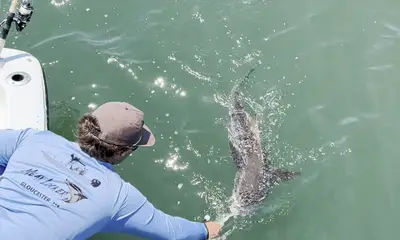 Fun Day cobia fishing 