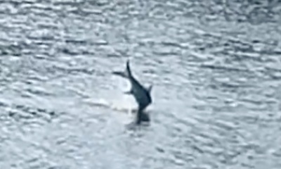 Carolina Report Video 0