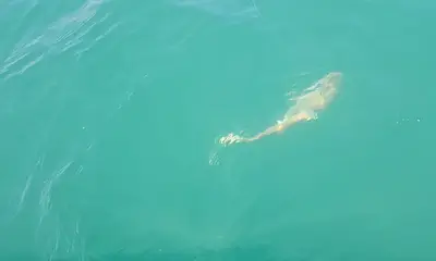 Murrells Inlet Report Video 0