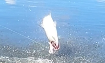 Carolina Report Video 0