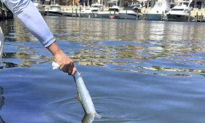 Dolphins and Island Hopping