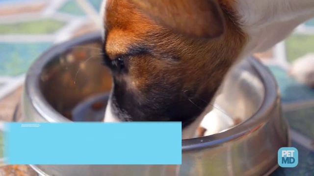Dry Vs. Wet Dog Food, Or Both? | Petmd