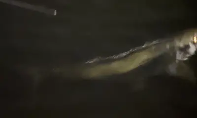 Boca Ciega Bay Report Video 1